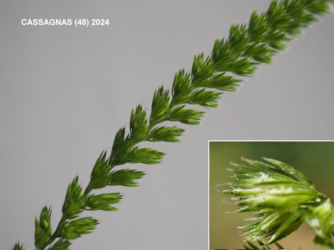 Dog's-Tail, Crested flower